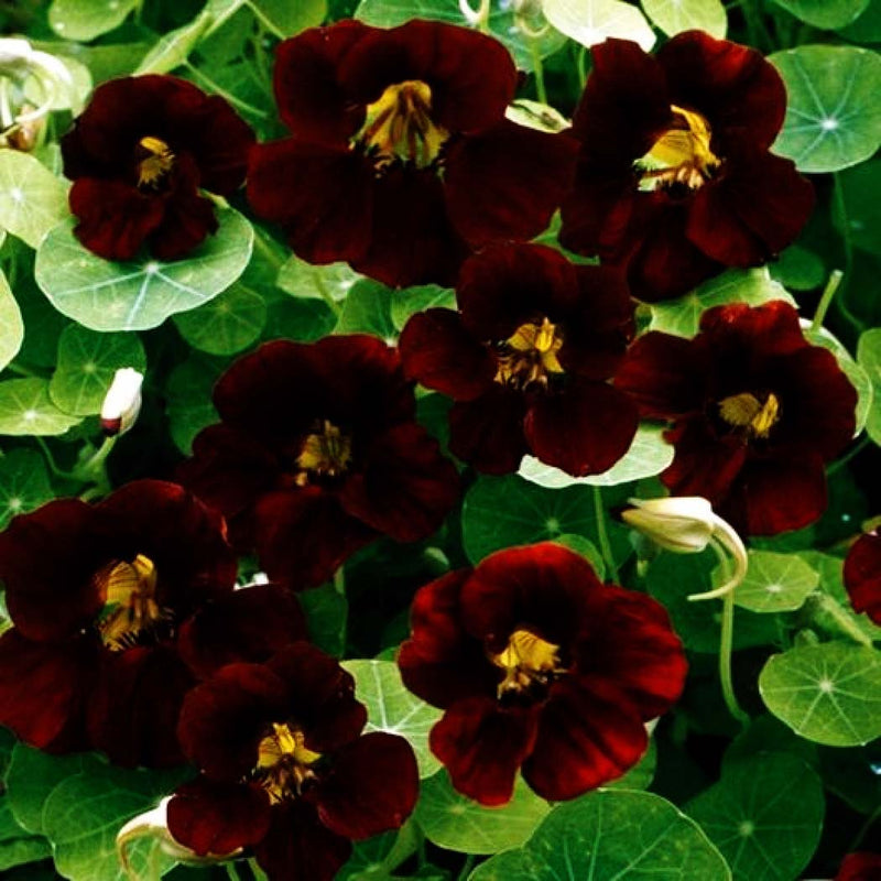 Nasturtium Black Velvet - A388A