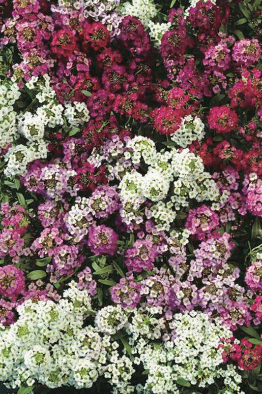 Alyssum Easter Bonnet Mix - A39A