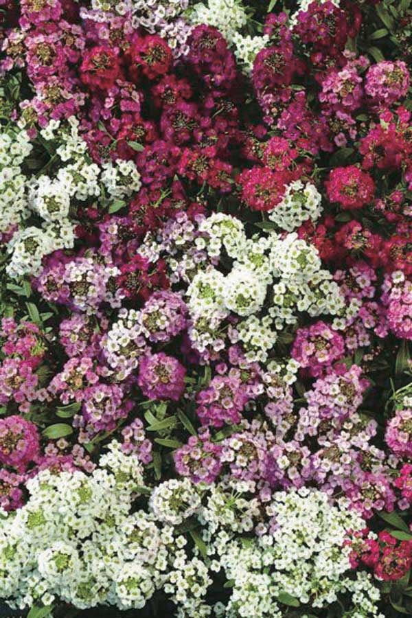 Alyssum Easter Bonnet Mix - A39A