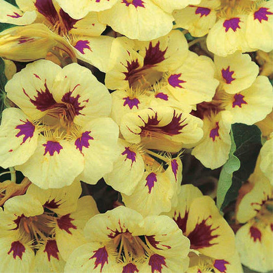 Nasturtium Cream Purple Spot - A390A