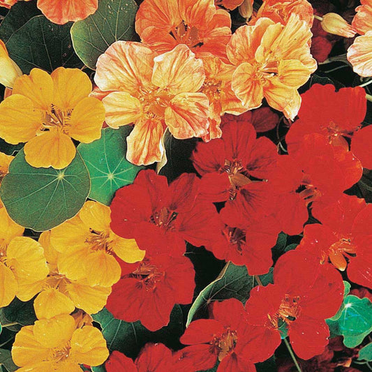 Nasturtiums Whirlybird Mix - A395A
