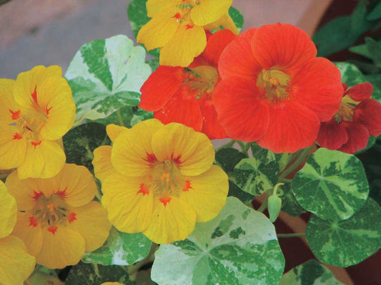 Nasturtiums Alaska Mix - A399A
