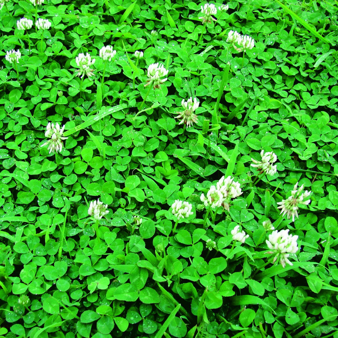 White Dutch Clover - A4A