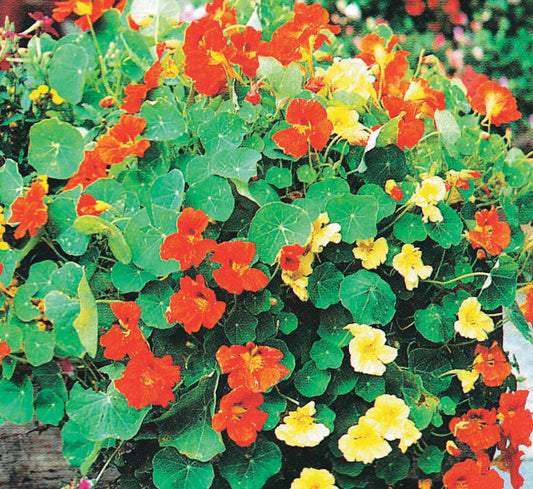 Nasturtiums Glorious Gleam - A400A