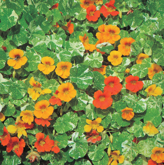 Nasturtium Out of Africa - A410A