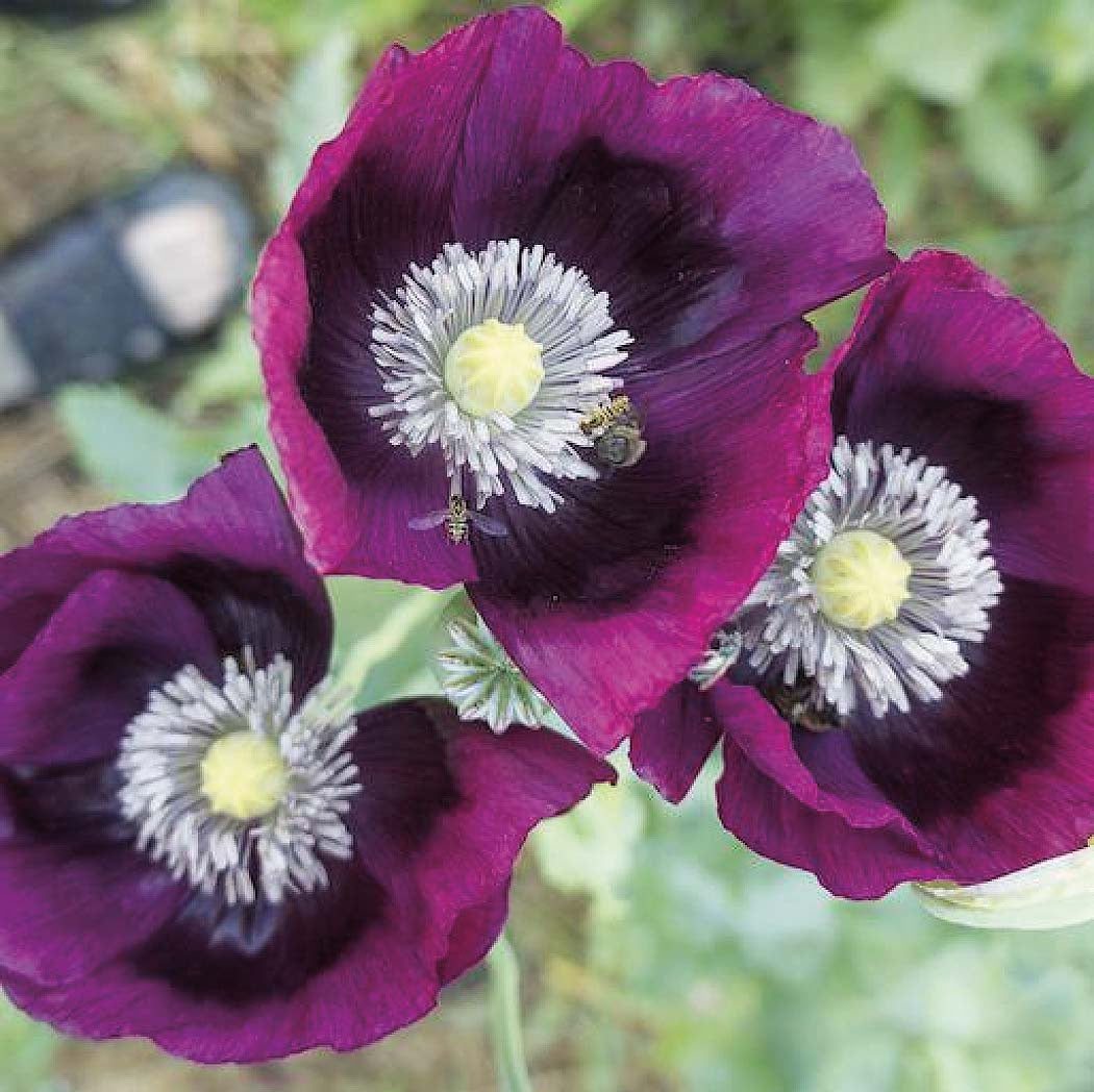 Poppy Laurens Grape - A420A