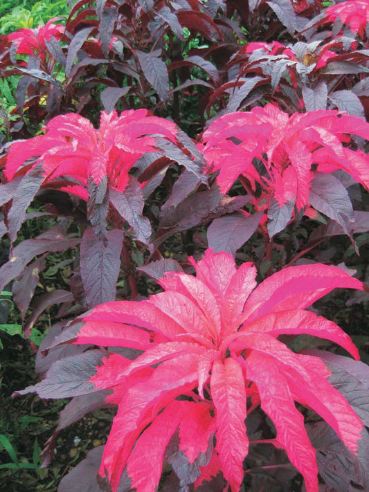 Amaranthus Early Splendor - A44A