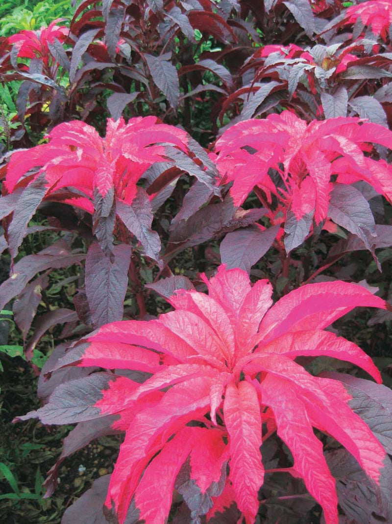Amaranthus Early Splendor - A44A