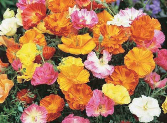 Poppy California Mix - A440A