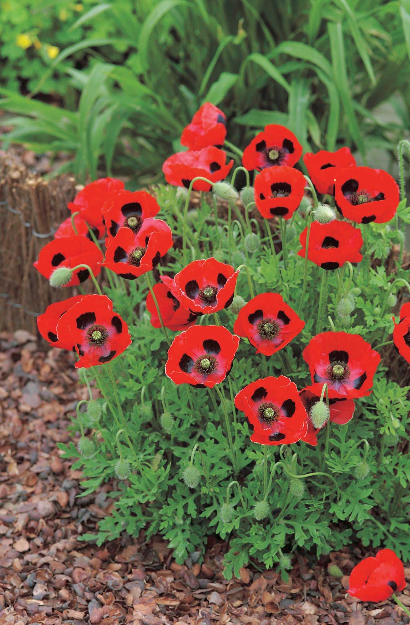 Flanders Poppy (Lady Bird) - A444A