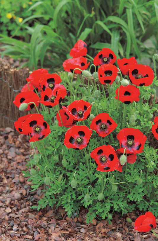 Flanders Poppy (Lady Bird) - A444A