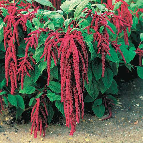 Amaranthus Love Lies Bleeding - A45A