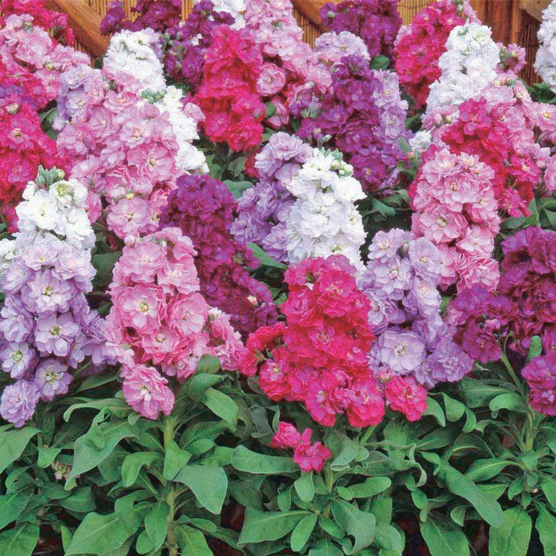 Stocks 10 Week Cascade - A478A