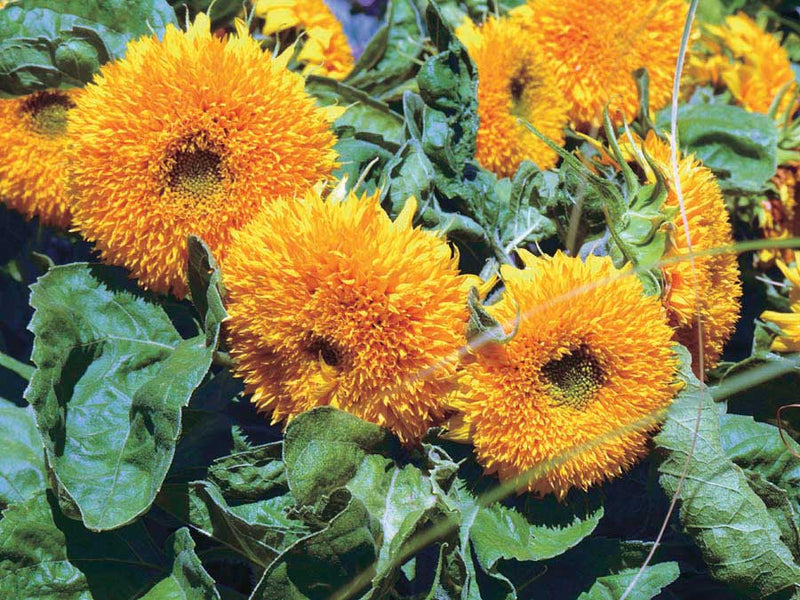 Sunflower Teddy Bear - A480A