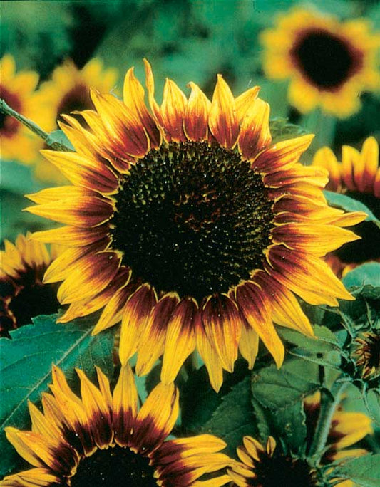 Sunflowers Ring Of Fire - A486A
