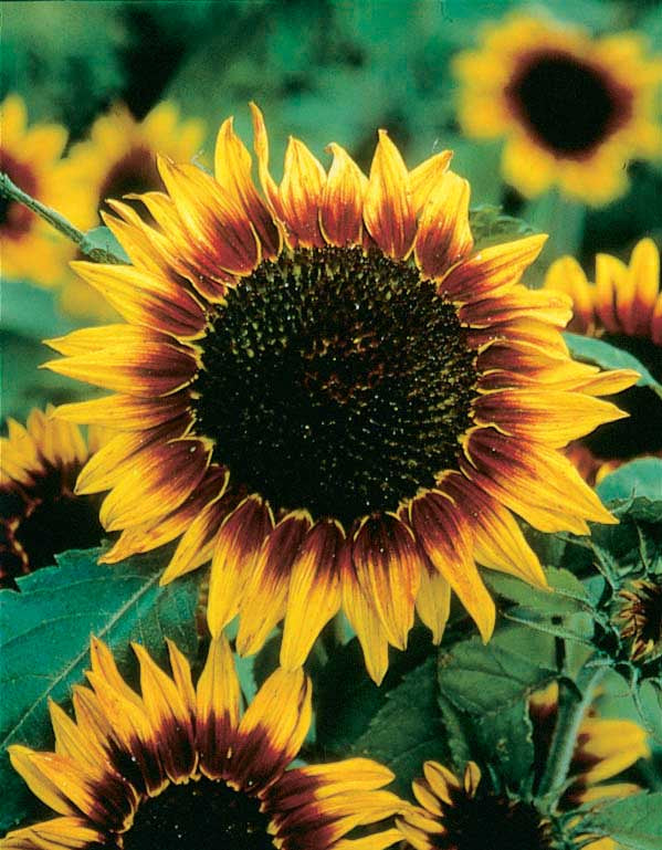 Sunflowers Ring Of Fire - A486A