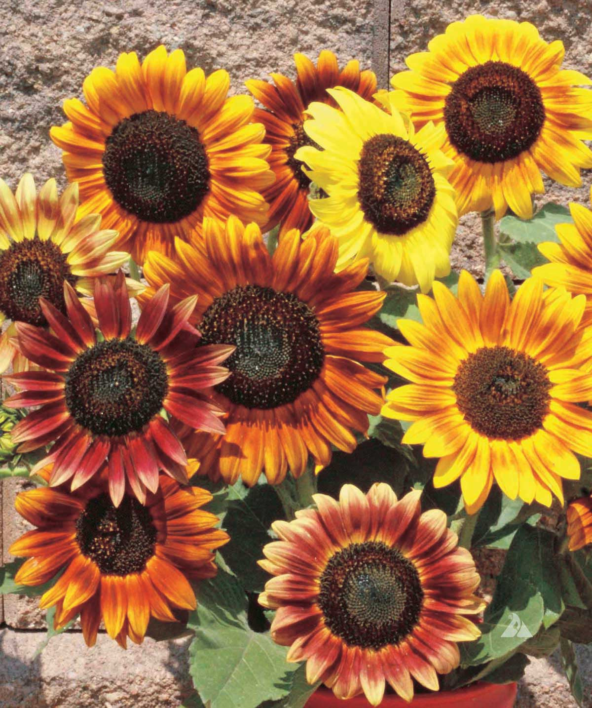 Sunflower Autumn Beauty - A489A