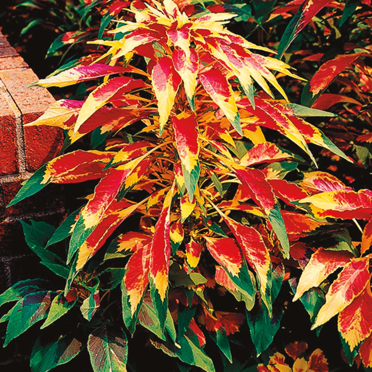 Amaranthus Perfecta Tri-Colour - A49A