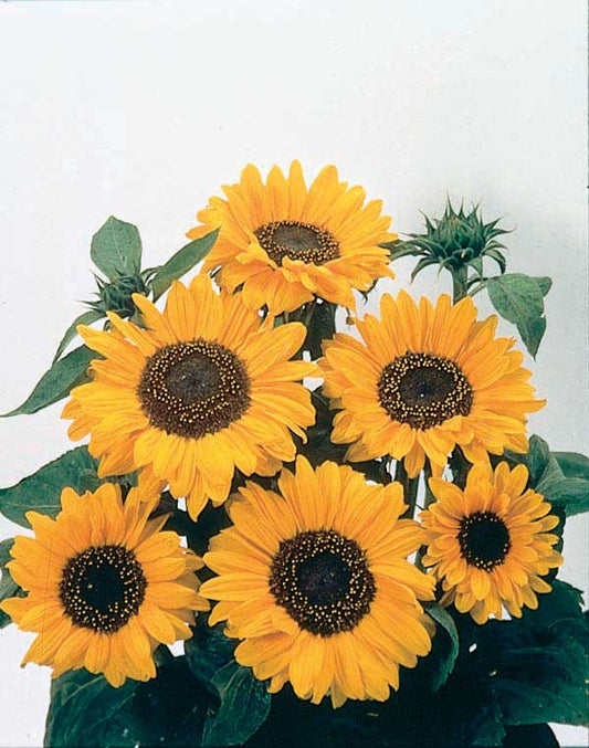 Sunflowers Soraya - A490A