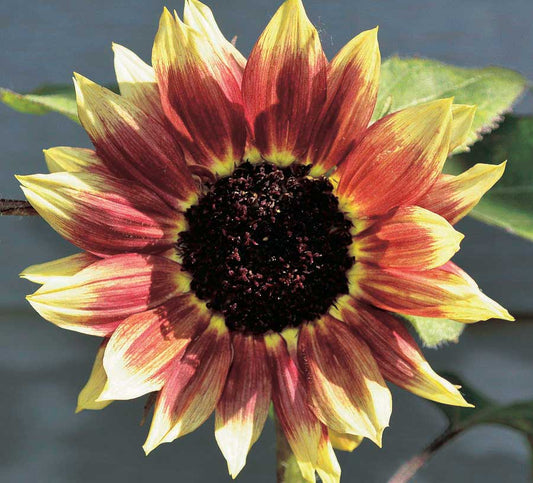 Sunflower Florenza - A492A