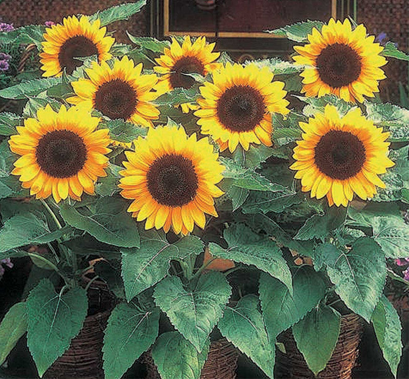 Sunflower Big Smile - A495A
