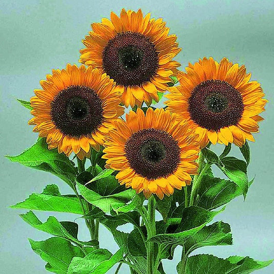 Sunflower Sunrich Orange - A498A