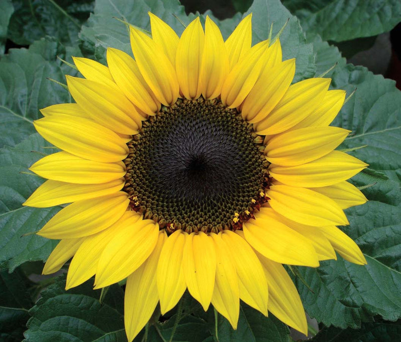 Sunflower Dwf Choco Sun - A499A