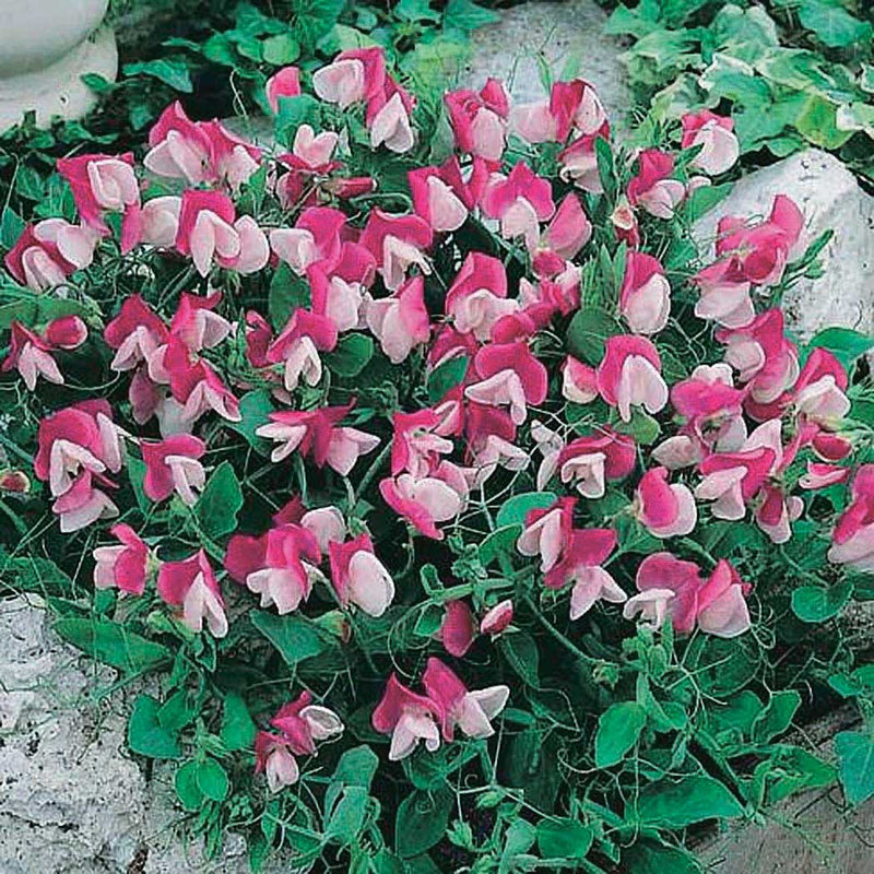 Sweet Pea Cupid - A505A