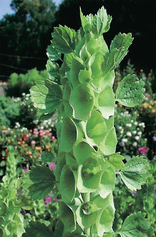 Bells of Ireland - A52A