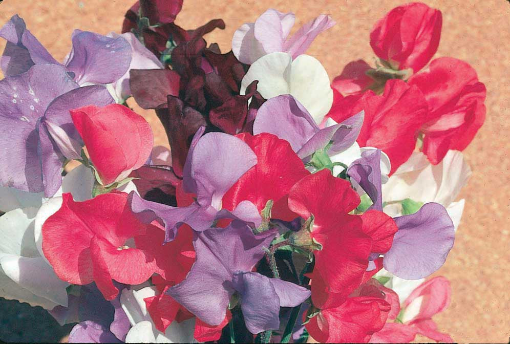 Sweet Peas Mammoth Series Scarlet - A510A