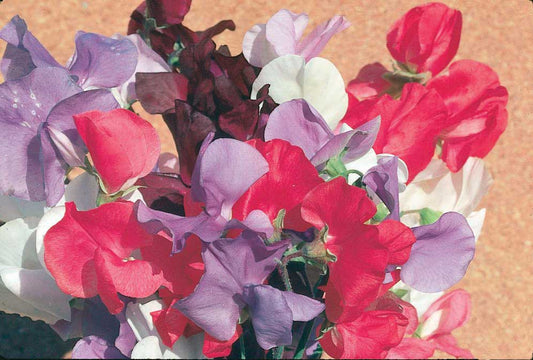 Sweet Peas Mammoth Mix - A530A