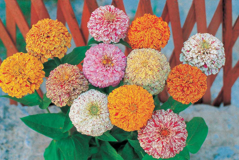 Zinnia Peppermint Stick - A615A