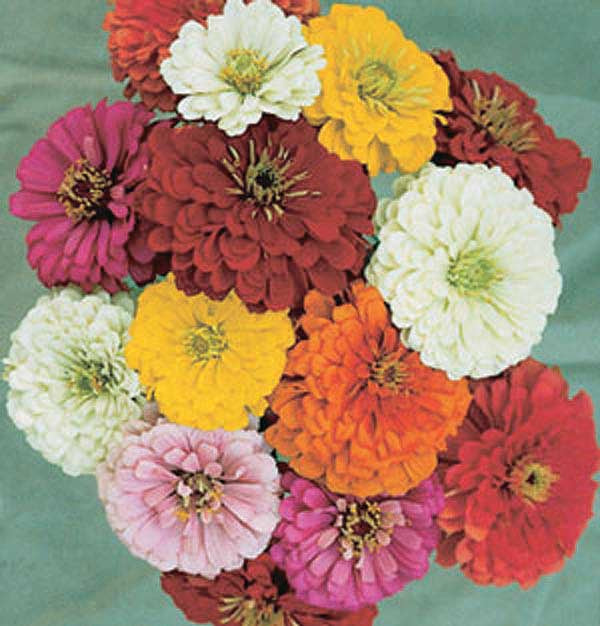 Zinnias State Fair Mix - A620A