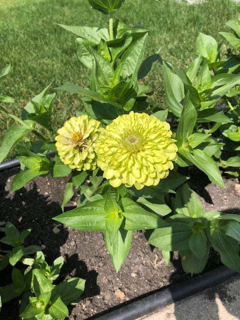 Zinnia Green Envy - A625A
