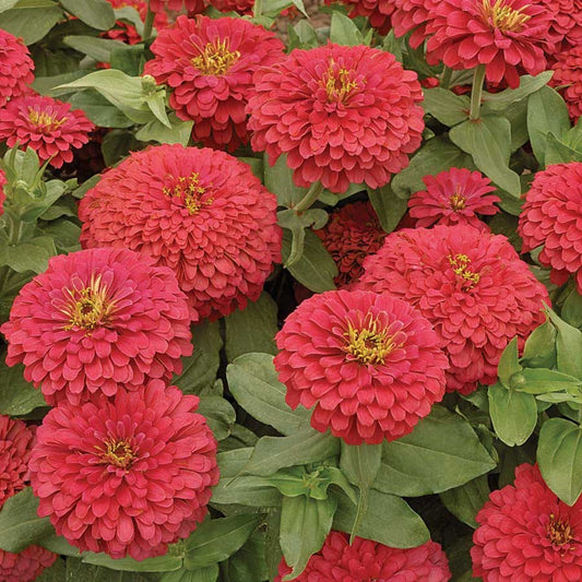 Zinnia Magellan Coral - A640A