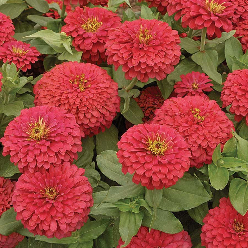 Zinnia Magellan Coral - A640A