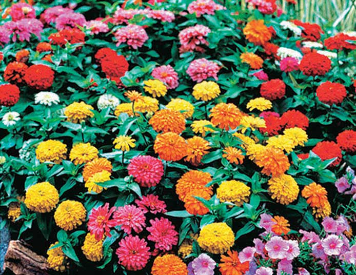 Zinnias Magellan Mix - A645A