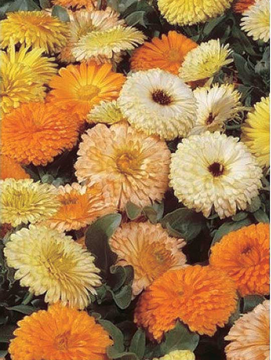 Calendula New Bon Bon Mix - A65A