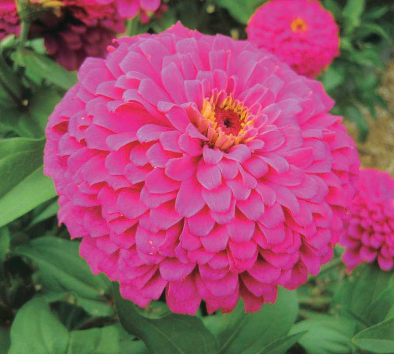 Zinnia Uproar Rose - A660A