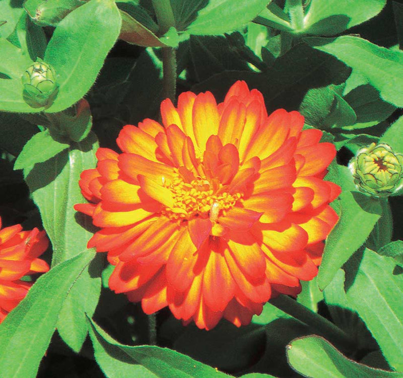 Zinnia Double Zahara Fire - A672A