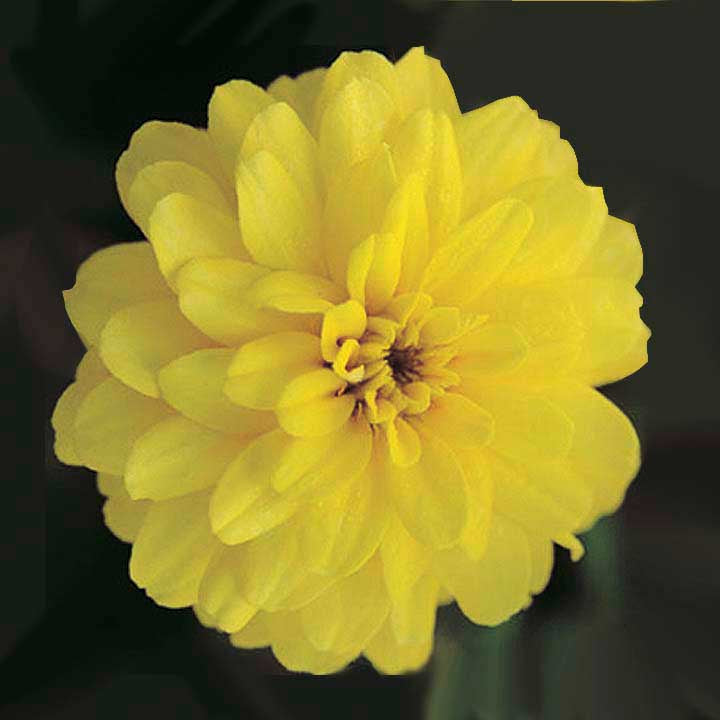 Zinnia Double Zahara Yellow - A673A
