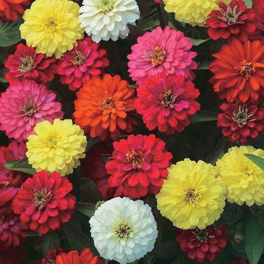 Zinnia Double Zahara Mix - A674A