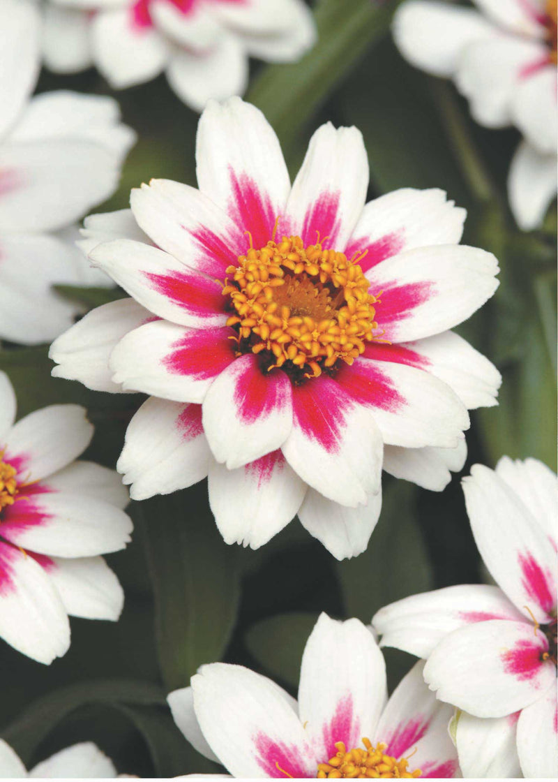 Zinnia Zahara Starlight Rose - A675A