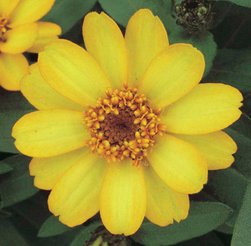 Zinnia Zahara Yellow - A676A