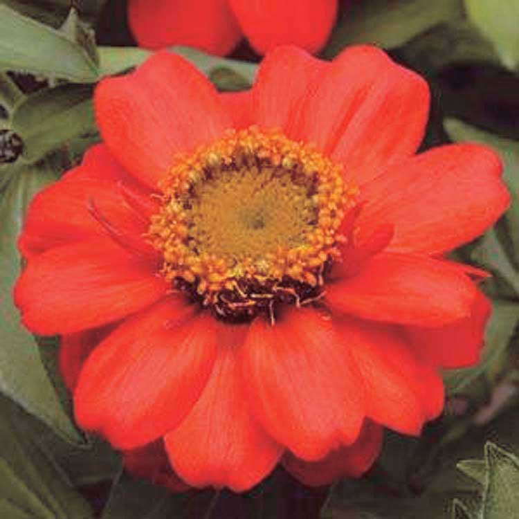 Zinnia Zahara Scarlet - A678A