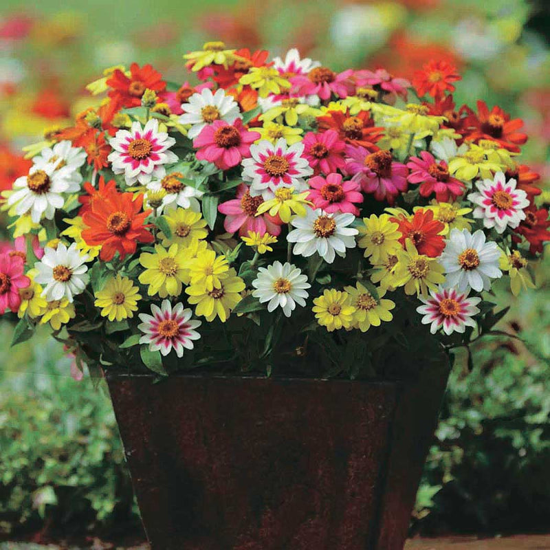 Zinnia Zahara Mix - A679A
