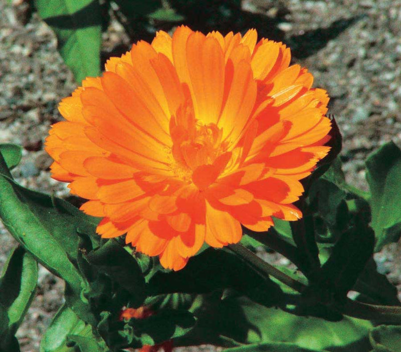 Calendula Candy Man - A75A