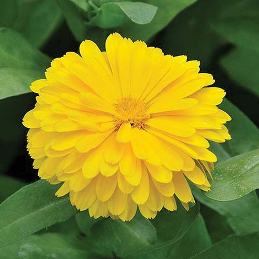 Calendula Candy Man Yellow - A76A