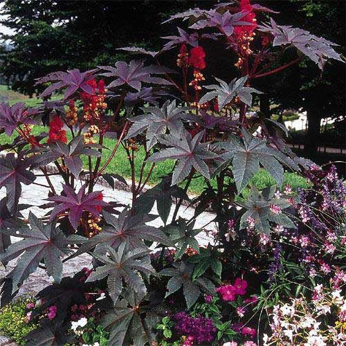 Castor Bean Red - B110A