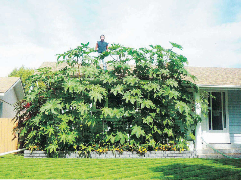 Castor Bean Ricinus - B111A